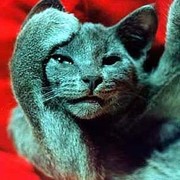 Ольга Иванова on My World.