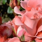 Лилия Степанова on My World.