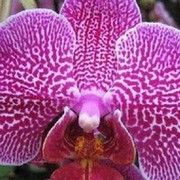 Все по уходу за растениями и цветами, такими как драцена,орхидея группа в Моем Мире.