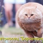 Ты кайфуешь от животных или просто ОБОЖАЕШЬ!) группа в Моем Мире.