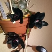 Продажа орхидей по всей России группа в Моем Мире.