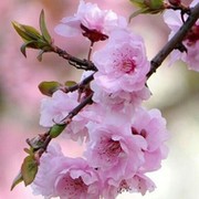 Sakura группа в Моем Мире.