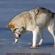Храброе и красивое животное Волк группа в Моем Мире.