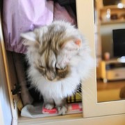 Ольга Шаповалова on My World.