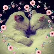 Овечка Дорри on My World.