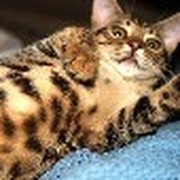 алексей силантьев on My World.