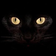 Black Cat on My World.