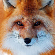 FOX fox on My World.