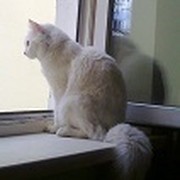 ВИТКА КОТ on My World.