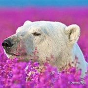 Polar Bear on My World.