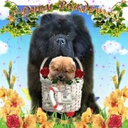 ангелина попова в Моем Мире.