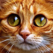 Елена Апермане on My World.