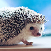 Евгений hedgehog on My World.